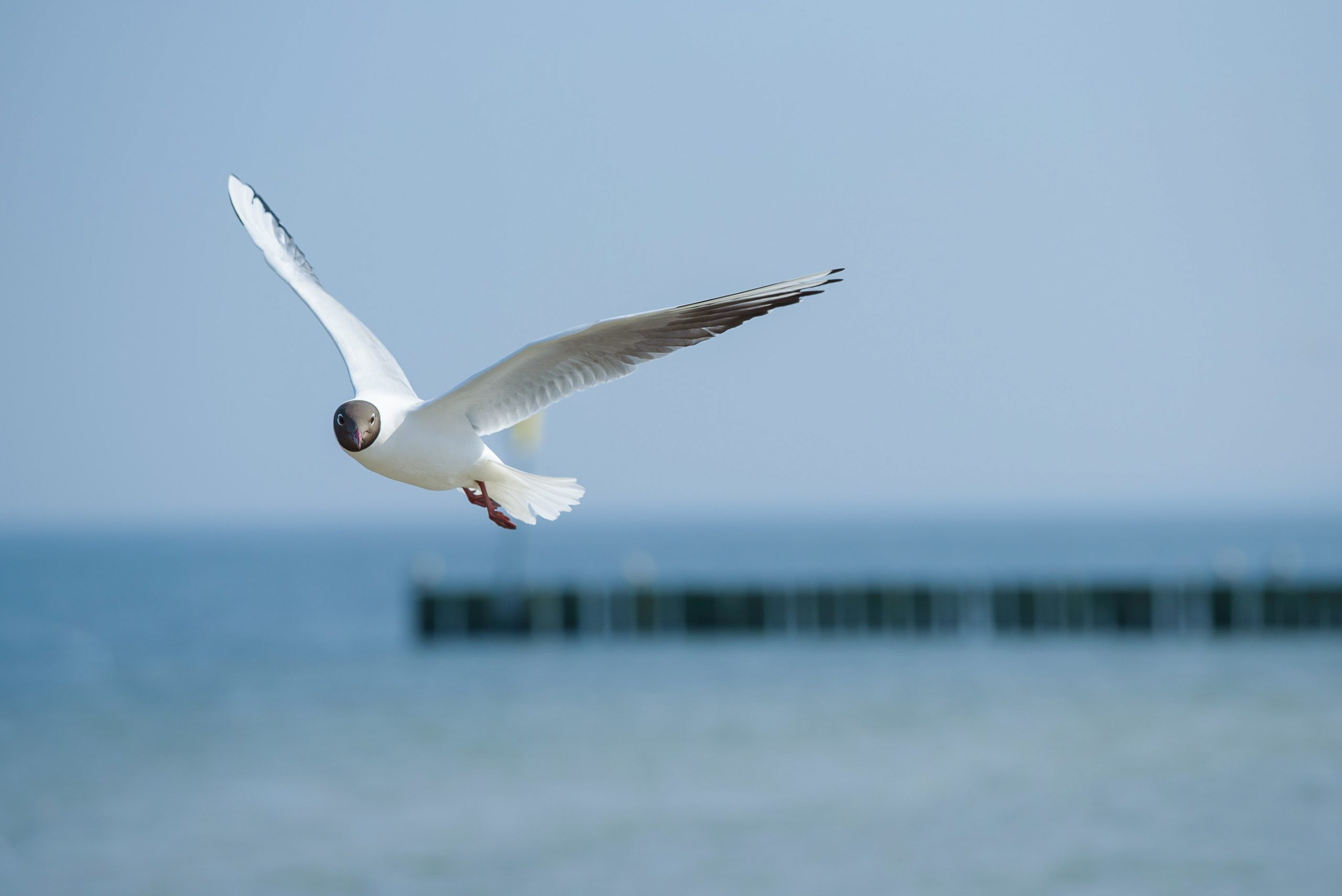 Noclegi ze śniadaniem w okolicach Kołobrzegu
